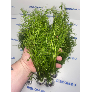 ПАПОРОТНИК ИНДИЙСКИЙ - Ceratopteris thalicroides