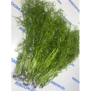 ПАПОРОТНИК ИНДИЙСКИЙ - Ceratopteris thalicroidesПАПОРОТНИК ИНДИЙСКИЙ - Ceratopteris thalicroides