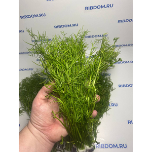 ПАПОРОТНИК ИНДИЙСКИЙ - Ceratopteris thalicroides