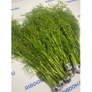 ПАПОРОТНИК ИНДИЙСКИЙ - Ceratopteris thalicroides