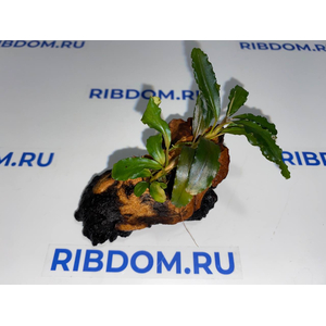 Растение на коряге БУЦЕФАЛАНДРА АРТЕМИС