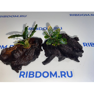 БУЦЕФАЛАНДРА МИНИ ЧЕРНЫЙ КОВЕР