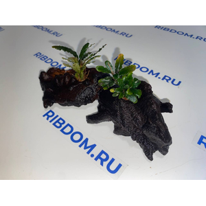 БУЦЕФАЛАНДРА МИНИ ЧЕРНЫЙ КОВЕР