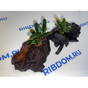 БУЦЕФАЛАНДРА МИНИ ЧЕРНЫЙ КОВЕР