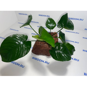 Растение на лаве АНУБИАС ШИРОКИЙ ЛИСТ XL 20-25см
