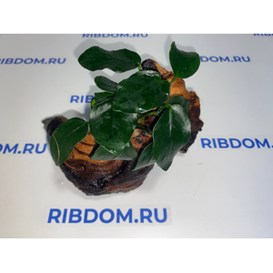 Растение на коряге АНУБИАС НАНА ТОЛСТЫЙ ЛИСТ
