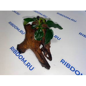 Растение на коряге АНУБИАС НАНА ТОЛСТЫЙ ЛИСТ