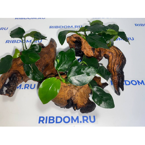 Растение на коряге АНУБИАС НАНА ТОЛСТЫЙ ЛИСТ