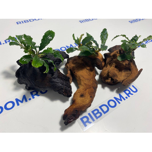 Растение на коряге БУЦЕФАЛАНДРА ЗЕЛЕНАЯ ВОЛНА