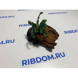 Растение на коряге БУЦЕФАЛАНДРА ЗЕЛЕНАЯ ВОЛНА