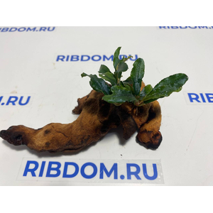 Растение на коряге БУЦЕФАЛАНДРА ЗЕЛЕНАЯ ВОЛНА