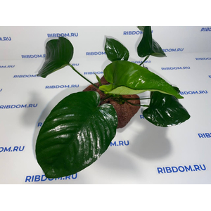 Растение на лаве АНУБИАС ШИРОКИЙ ЛИСТ XL 20-25см