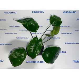 Растение на лаве АНУБИАС ШИРОКИЙ ЛИСТ XL 20-25см