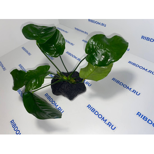 Растение на лаве АНУБИАС ШИРОКИЙ ЛИСТ XL 20-25смРастение на лаве АНУБИАС ШИРОКИЙ ЛИСТ XL 20-25см