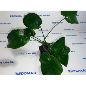 Растение на лаве АНУБИАС ШИРОКИЙ ЛИСТ XL 20-25см