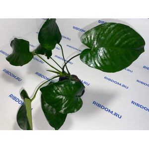 Растение на лаве АНУБИАС ШИРОКИЙ ЛИСТ XL 20-25смРастение на лаве АНУБИАС ШИРОКИЙ ЛИСТ XL 20-25см