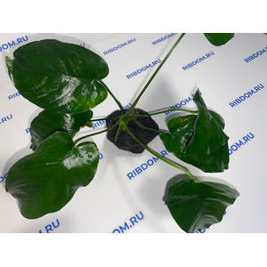 Растение на лаве АНУБИАС ШИРОКИЙ ЛИСТ XL 20-25см