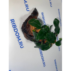 Растение на коряге АНУБИАС НАНА ТОЛСТЫЙ ЛИСТ