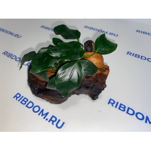 Растение на коряге АНУБИАС НАНА ТОЛСТЫЙ ЛИСТРастение на коряге АНУБИАС НАНА ТОЛСТЫЙ ЛИСТ