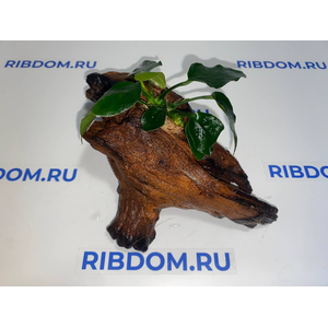 Растение на коряге АНУБИАС НАНА ТОЛСТЫЙ ЛИСТ
