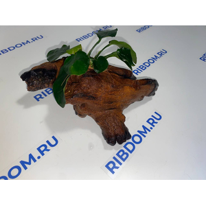 Растение на коряге АНУБИАС НАНА ТОЛСТЫЙ ЛИСТ