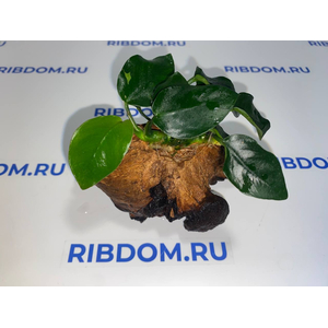 Растение на коряге АНУБИАС НАНА ТОЛСТЫЙ ЛИСТ