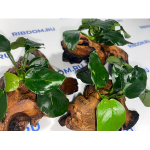 Растение на коряге АНУБИАС НАНА ТОЛСТЫЙ ЛИСТ