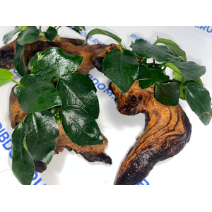 Растение на коряге АНУБИАС НАНА ТОЛСТЫЙ ЛИСТ