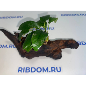 Растение на коряге АНУБИАС НАНА БОНСАЙ