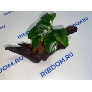 Растение на коряге АНУБИАС НАНА КОРОТКИЙ ЛИСТ