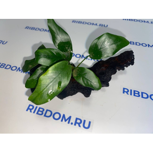 Растение на коряге АНУБИАС НАНА КОРОТКИЙ ЛИСТ