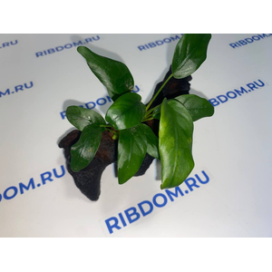 Растение на коряге АНУБИАС НАНА КОРОТКИЙ ЛИСТ