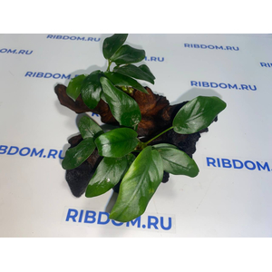 Растение на коряге АНУБИАС НАНА БОНСАЙ