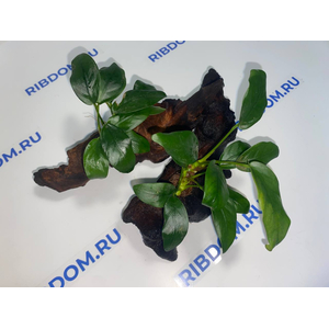 Растение на коряге АНУБИАС НАНА БОНСАЙ