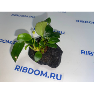 Растение на лаве АНУБИАС НАНА БОНСАЙ