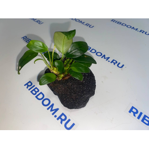 Растение на лаве АНУБИАС НАНА БОНСАЙ