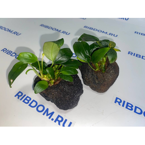 Растение на лаве АНУБИАС НАНА БОНСАЙ