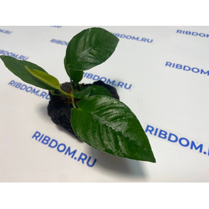 Растение на лаве АНУБИАС ПОЛОСАТЫЙРастение на лаве АНУБИАС ПОЛОСАТЫЙ