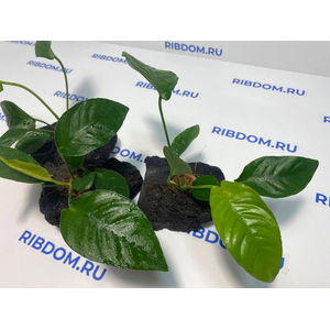 Растение на лаве АНУБИАС ПОЛОСАТЫЙ