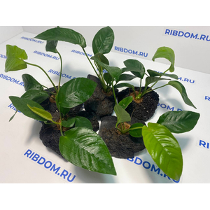 Растение на лаве АНУБИАС ПОЛОСАТЫЙ