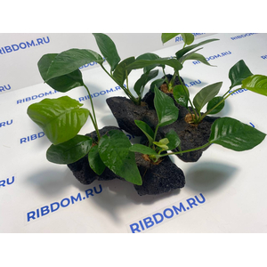 Растение на лаве АНУБИАС ПОЛОСАТЫЙ