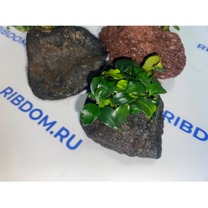 Растение на лаве АНУБИАС НАНА ТЕМНЫЙ АНГЕЛ
