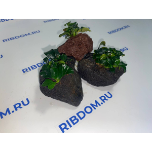 Растение на лаве АНУБИАС НАНА ТЕМНЫЙ АНГЕЛ