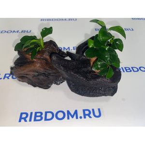 Растение на коряге АНУБИАС НАНА ПЕТИТ