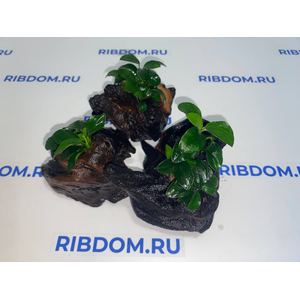 Растение на коряге АНУБИАС НАНА ПЕТИТ