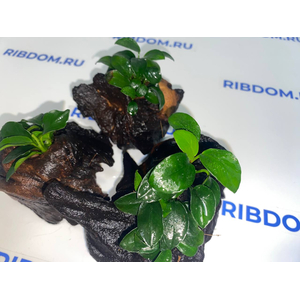 Растение на коряге АНУБИАС НАНА ПЕТИТ