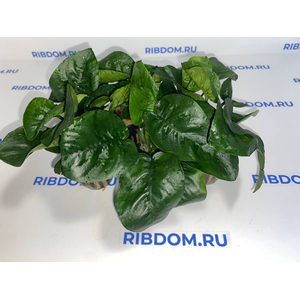АНУБИАС БАРТЕРИ БАБОЧКА - Anubias barteri butterflyАНУБИАС БАРТЕРИ БАБОЧКА - Anubias barteri butterfly