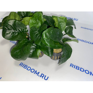 АНУБИАС БАРТЕРИ БАБОЧКА - Anubias barteri butterfly