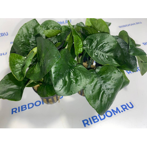 АНУБИАС БАРТЕРИ БАБОЧКА - Anubias barteri butterfly