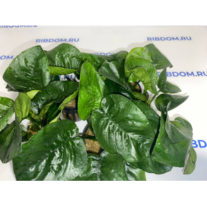 АНУБИАС БАРТЕРИ БАБОЧКА - Anubias barteri butterfly